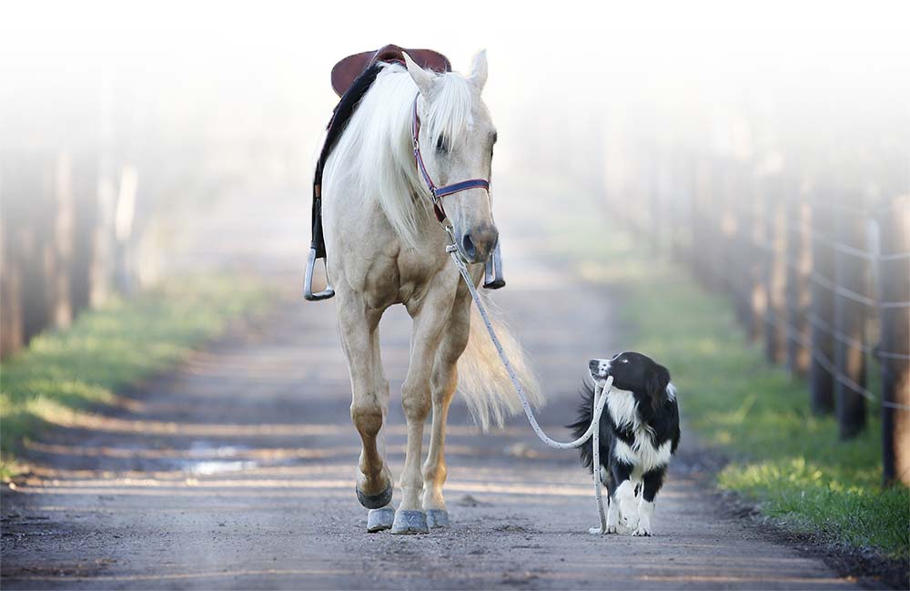 Hund führt Pferd zu den Tierärzten Esens
