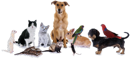Haustiere behandeln die Tierärzten Esens