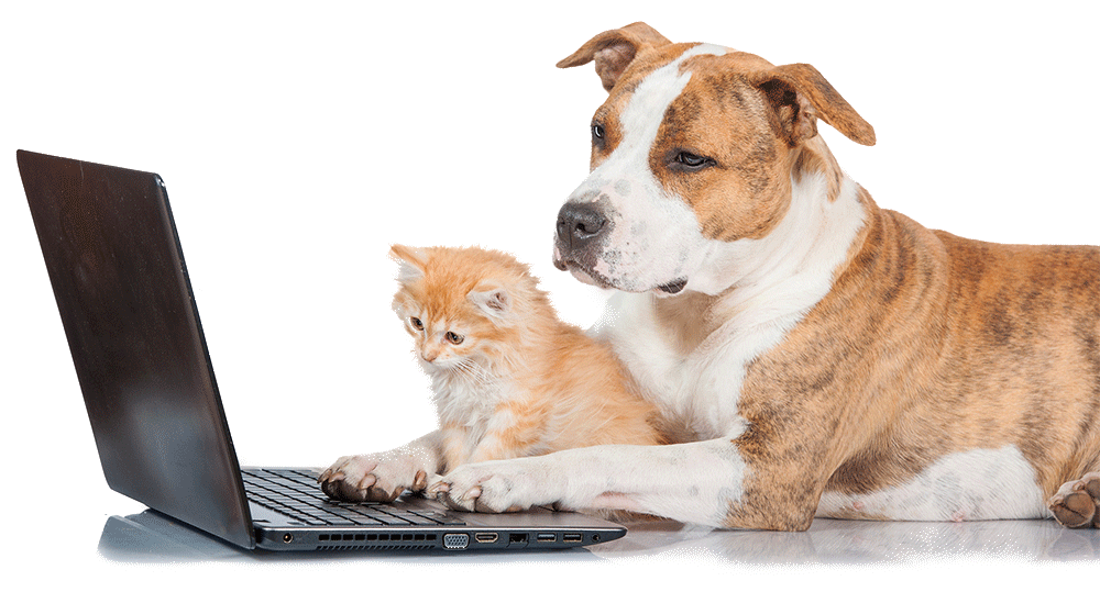Hund und Katze sehen sich die Webseite der Tierärzte Esens an