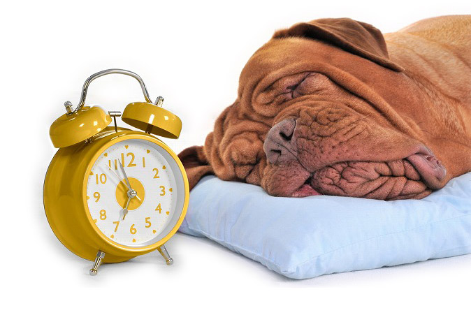Schlafender Hund auf der Webseite der Tierärzte Esens