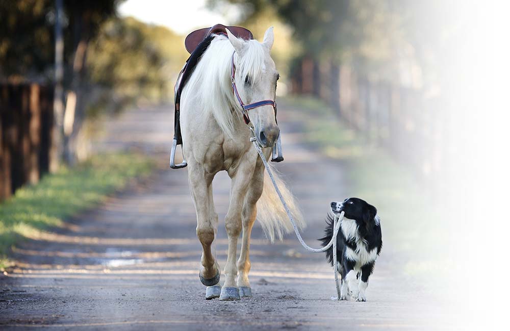 Hund führt Pferd zu den Tierärzten Esens